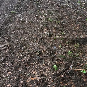 Leaf Removal by Zeke The Geek&#039;s Lawn Cutting Services reviewed on October 2, 2025