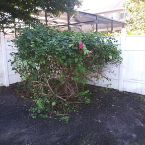 Bush Trimming by Yards Done Daily reviewed on August 16, 2025