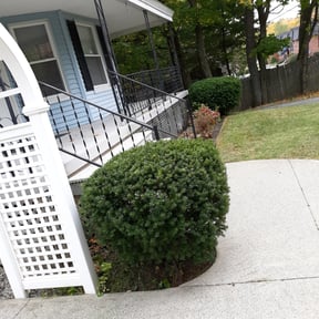 Bush Trimming by Married Mowers reviewed on August 15, 2025