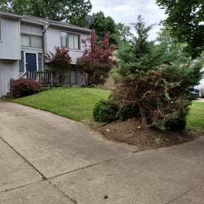 Bush Trimming by Nick Homick Properties reviewed on August 16, 2025