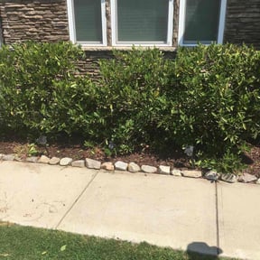 Bush Trimming by KingWay outdoor/inside lawn service, flowersbeds,pressure wash,painter reviewed on August 19, 2025