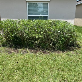 Bush Trimming by Jim's Lawn Service reviewed on August 17, 2025