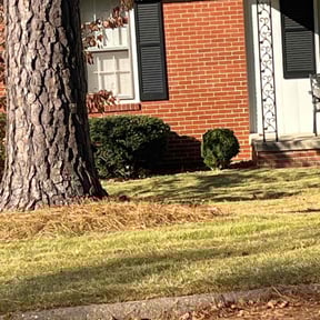 Bush Trimming by Good Guys Lawn and Fence reviewed on August 15, 2025