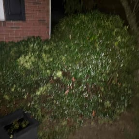 Bush Trimming by A and L lawn Care Professionals reviewed on August 21, 2025