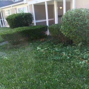 Bush Trimming by The1GreenThumb reviewed on August 16, 2025