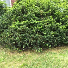Bush Trimming by Lawn Impression reviewed on August 16, 2025