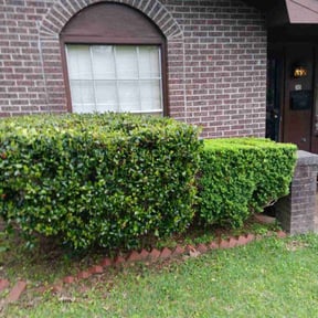 Bush Trimming by Valmont Landscaping and Construction reviewed on August 19, 2025