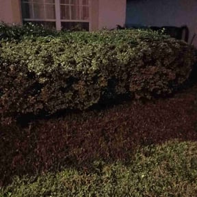 lawn care by Anointed Services reviewed on August 8, 2025