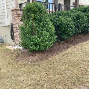 Bush Trimming by Precision Landscaping & more reviewed on August 20, 2025