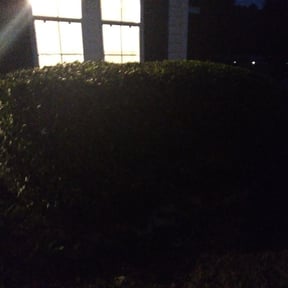 Bush Trimming by D&J Lawn Care reviewed on August 15, 2025