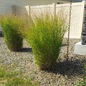 Bush Trimming by The Helping Pro reviewed on November 21, 2025