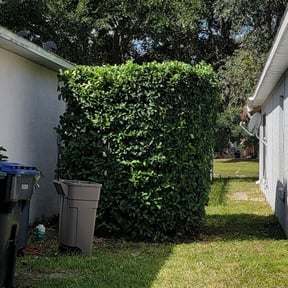 Bush Trimming by Bella's Lawn Care reviewed on August 15, 2025