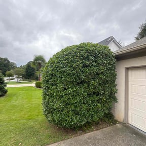 Bush Trimming by GreenCut Lawn Landscape  reviewed on November 23, 2025