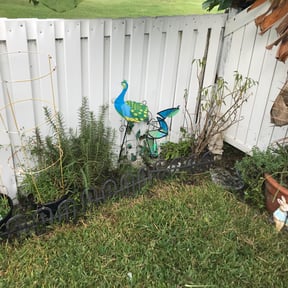 Bush Trimming by Starlings Lawn Care LLC reviewed on August 16, 2025