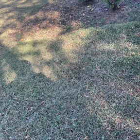 Bush Trimming by All Mowing Services reviewed on August 15, 2025