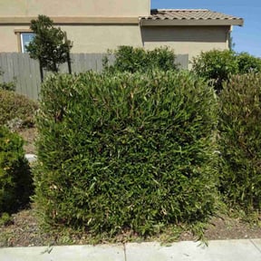 Bush Trimming by Banda Landscaping reviewed on August 21, 2025