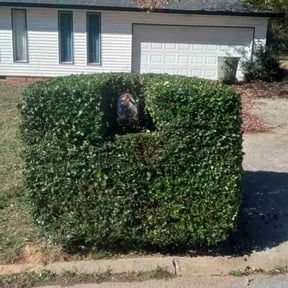 Bush Trimming by Prime property service llc reviewed on August 19, 2025