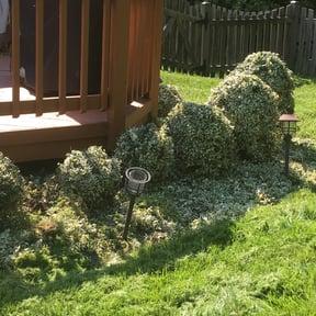 Bush Trimming by Guzarc Lawn Services LLC reviewed on August 20, 2025