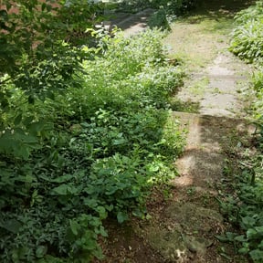 Bush Trimming by Chai reviewed on August 20, 2025