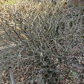 Bush Trimming by DC Landscape reviewed on August 19, 2025