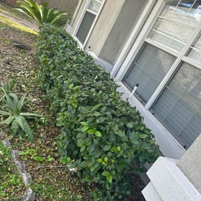 Bush Trimming by JM Restoration Inc reviewed on August 19, 2025