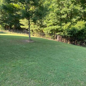 yard work by Coley's Landscapes reviewed on August 17, 2025