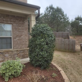 Bush Trimming by Sunny Carolina lawncare services llc reviewed on August 16, 2025