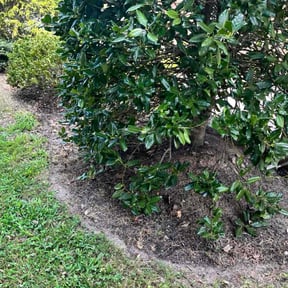 Flower Bed Weeding by Prodigy contractors inc reviewed on October 21, 2025