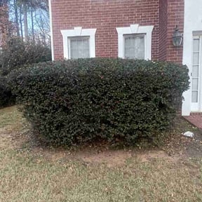 Bush Trimming by Trendy Lawn Care LLC reviewed on November 25, 2025