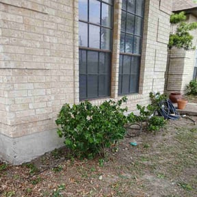 Bush Trimming by Three Roots Landscaping &amp; Junk Removal reviewed on November 6, 2025