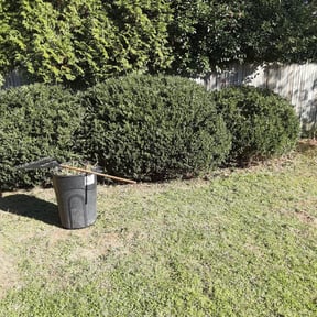 Bush Trimming by Green Hands Landscaping reviewed on August 15, 2025