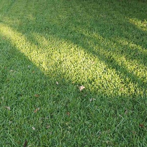 residential landscaping by Mightyfine professional services llc reviewed on January 20, 2026