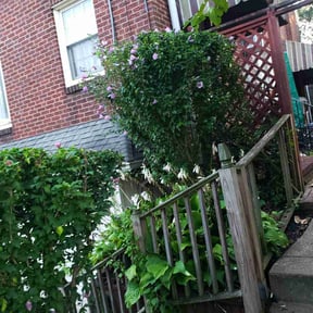 Bush Trimming by Johnson & Abney property management reviewed on August 17, 2025