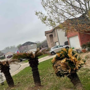 Bush Trimming by All Pro Lawn Maintenance LLC reviewed on August 21, 2025