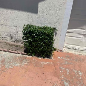 Bush Trimming by Green Worx (James Jones) reviewed on August 21, 2025