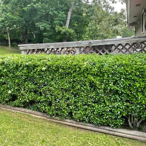 Bush Trimming by Zombie cutting team reviewed on August 18, 2025