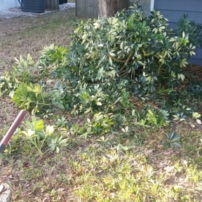 Bush Trimming by Real Touch Services LLC reviewed on August 21, 2025