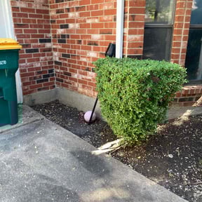 Bush Trimming by Gillum Lawn & Hauling Express reviewed on August 21, 2025
