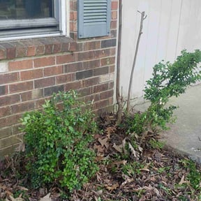Bush Trimming by R&B Lawncare reviewed on August 19, 2025