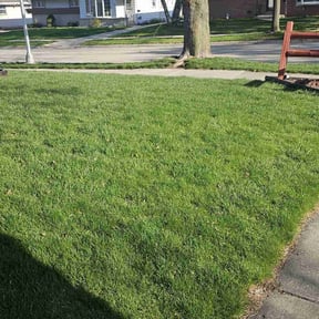 landscaping services by Livery Services LTD, llc reviewed on November 23, 2025