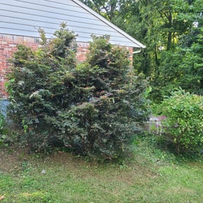 Bush Trimming by Álvarez Landscaping & Remodeling LLC reviewed on August 20, 2025