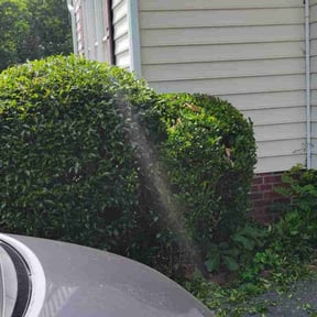 Bush Trimming by 19 Property Landscaping reviewed on August 20, 2025