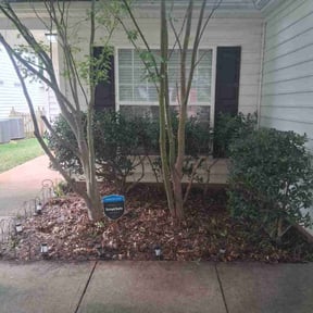 Bush Trimming by Davon Futrell reviewed on November 8, 2025