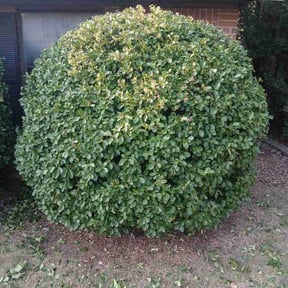 Bush Trimming by Salaam Lawn Care reviewed on August 15, 2026