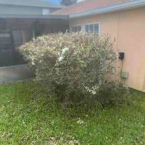 Bush Trimming by Lawn Star reviewed on August 15, 2025