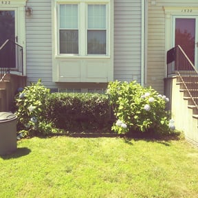 Bush Trimming by Felo pride lawn service reviewed on August 15, 2025