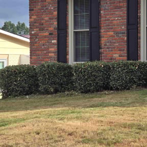 Bush Trimming by Superior Landscape & Maintenance, Inc. reviewed on August 17, 2025