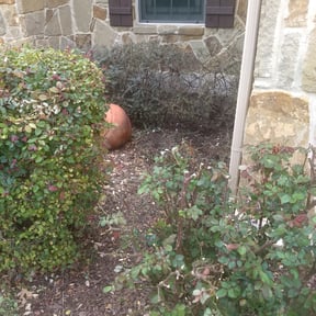 Bush Trimming by Skillset solutions reviewed on August 21, 2025