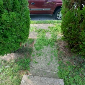 Bush Trimming by Florida mowing & trimming reviewed on August 16, 2025