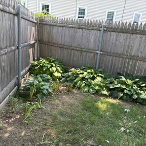 Bush Trimming by #1 grass man reviewed on August 20, 2025